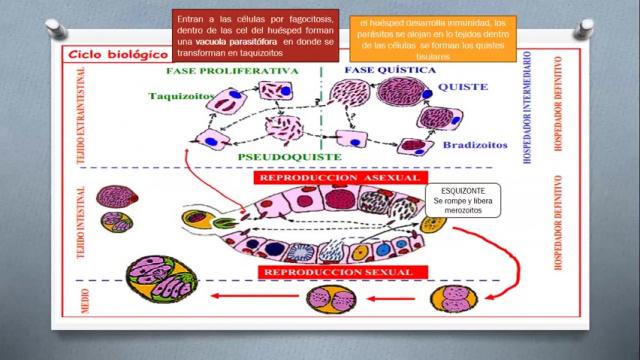 4. Toxoplasmosis