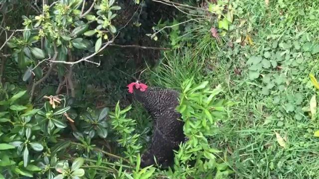 La vie dans la nature... Quel programme pour aujourd'hui ?