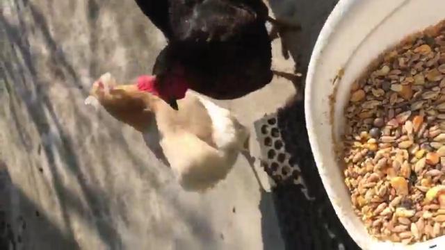 Un peu de nature pour les citadins confinés... A table les poulettes !!!