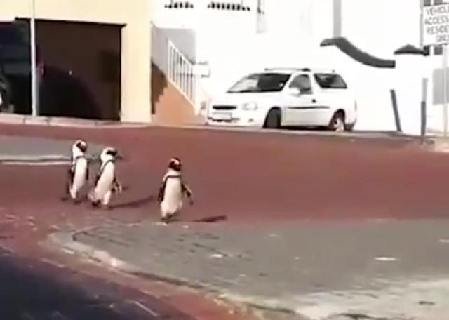 Les pingouins reprennent le contrôle à Cape Town