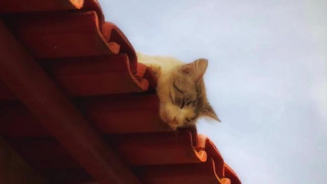Cat on the Roof