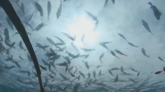 C’est beau les rêves…