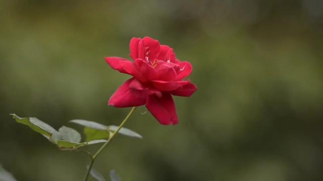 La nube y la rosa