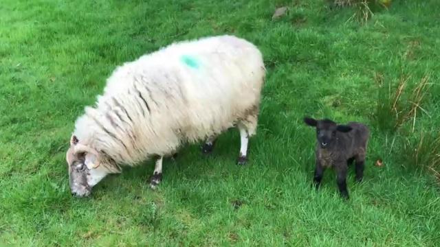 Puffy – One-of-a-Kind