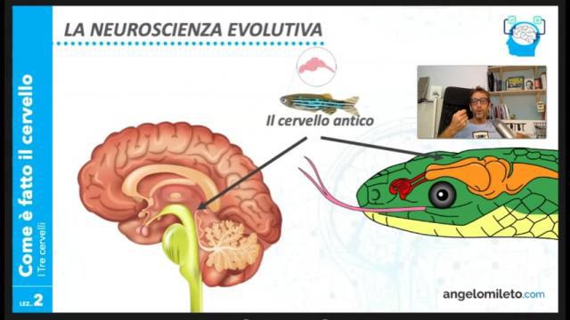 M1.2 - I tre cervelli