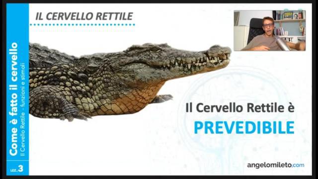 M.1.3 - Il cervello rettile (stimoli e funzioni)