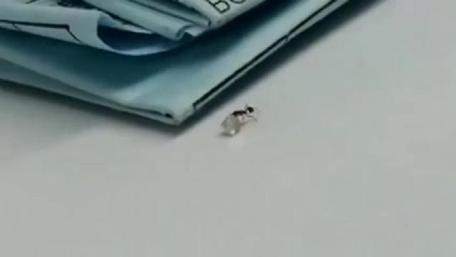 Biggest ant heist of the century caught on video