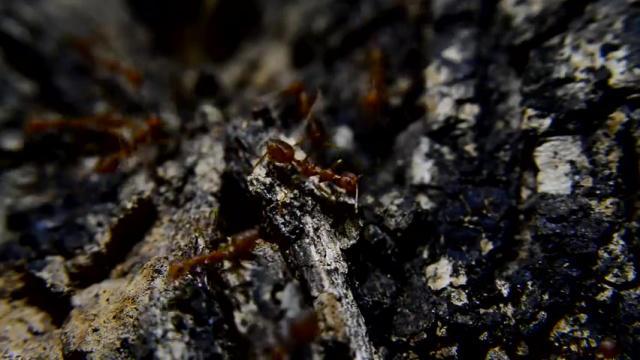 The Architect of Crumbs