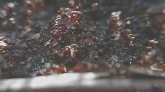 Colonel Mandible’s March