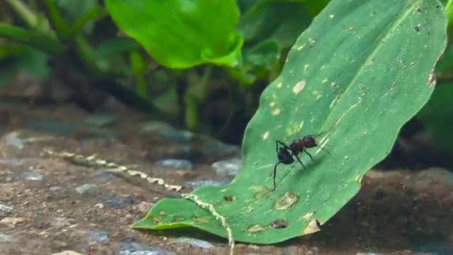 Operation Leaflift — a cover operation by a single ant which will change the fate of the world as we know it.