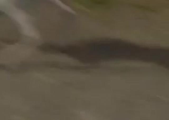 الكلاب الروبوتية تدخل شوارع أتلانتا كحراس ليليين  