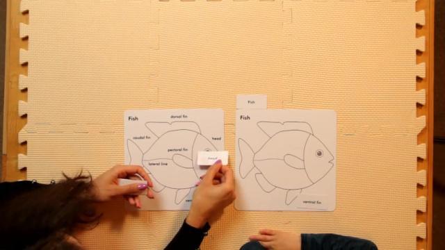 Culture Lesson 22 * Parts of the Fish
