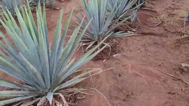 Aplicación de Diatomix en agave