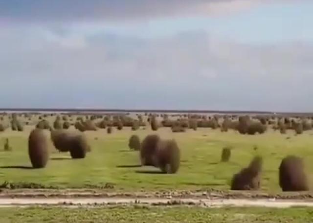 Juste une migration de routine du tumbleweed