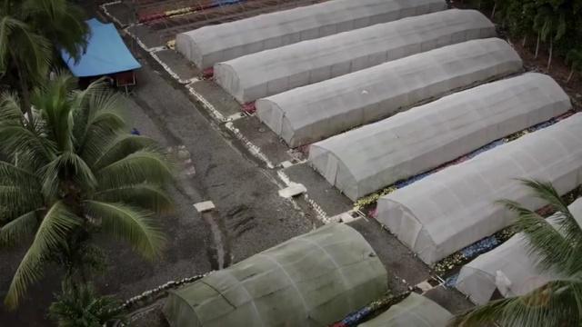 Arturo Fuente Factory "MOVIE 2025" (English)