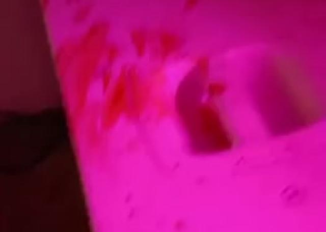 Terror en un local de ocio de Dénia: 9 detenidos tras invadirlo y teñirlo de sangre
