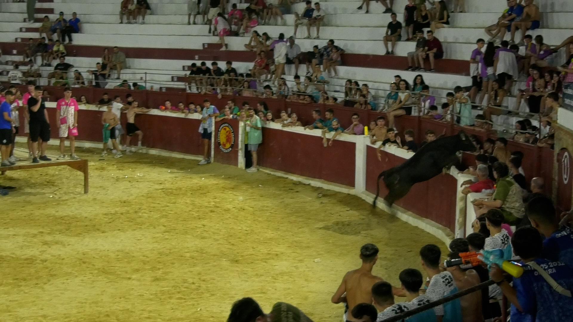 La plaça de bous d'Ondara acull l'entrada de cavalls i mansos i la solta de jònecs en les Festes de Sant Jaume.