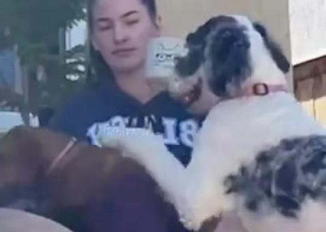 🐶 Lustige Hunde, die deinen Tag verschönern! 🐾