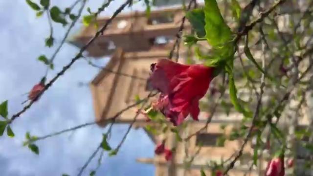 Video di Aneta Rinn