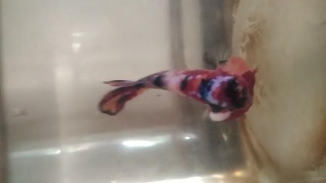 ikan cupang cantik