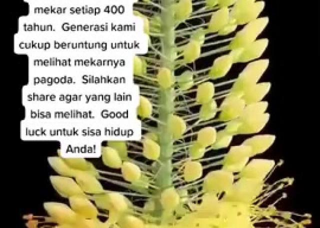 pohon keberuntungan by akwangponti