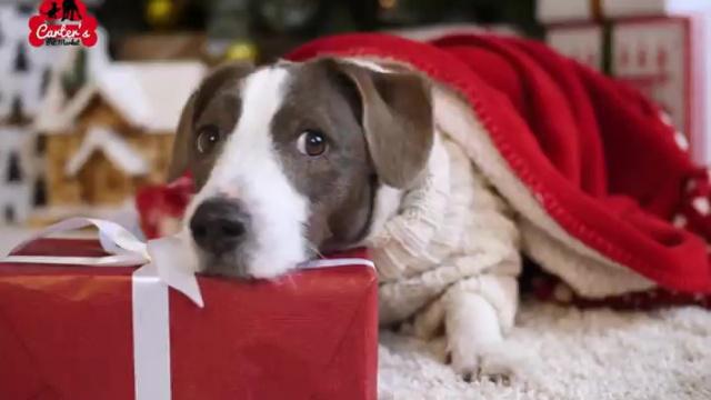 December Newsletter & Coupons