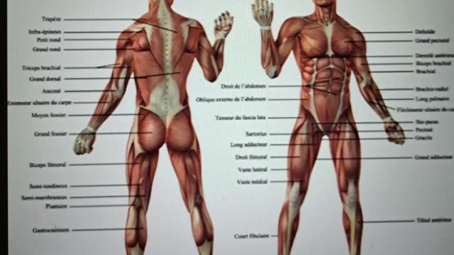 The Human Body: A Living Mechanism