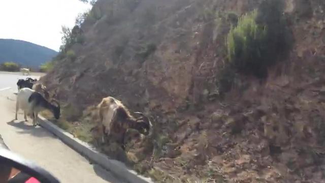 Chèvres sur la route