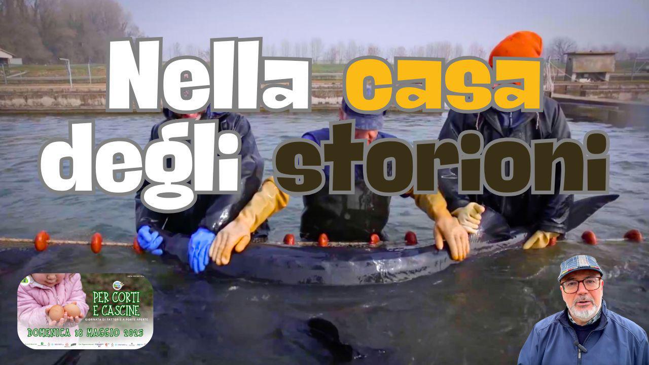 Goito, nella casa degli storioni