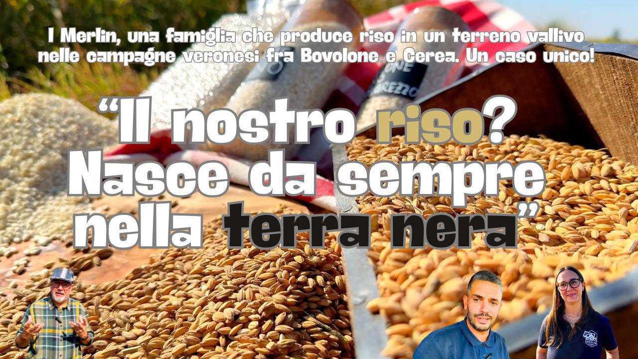 Il nostro riso? Nasce nelle terre nere